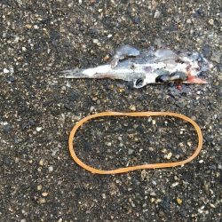 ワインドでサゴシ、アジ